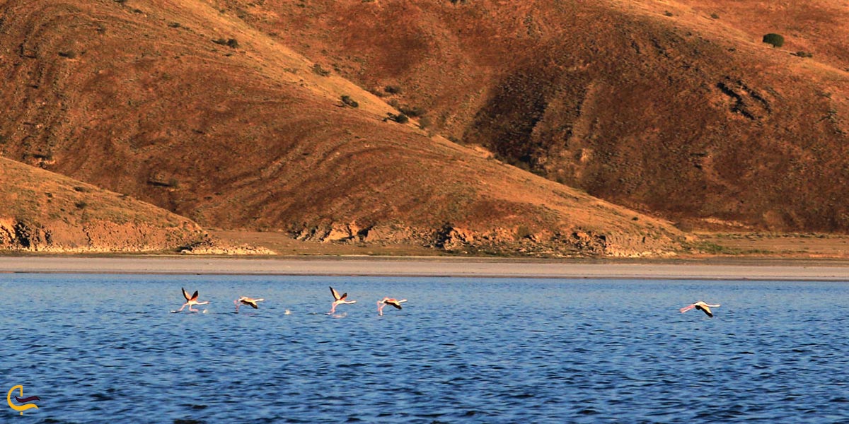 تصویری از دریاچه ارومیه
