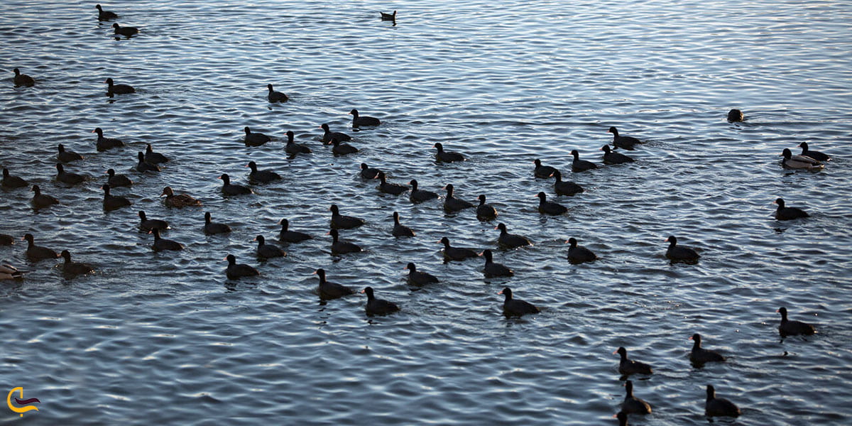 نمایی از دریاچه زیستگاه فصلی پرندگان مهاجر