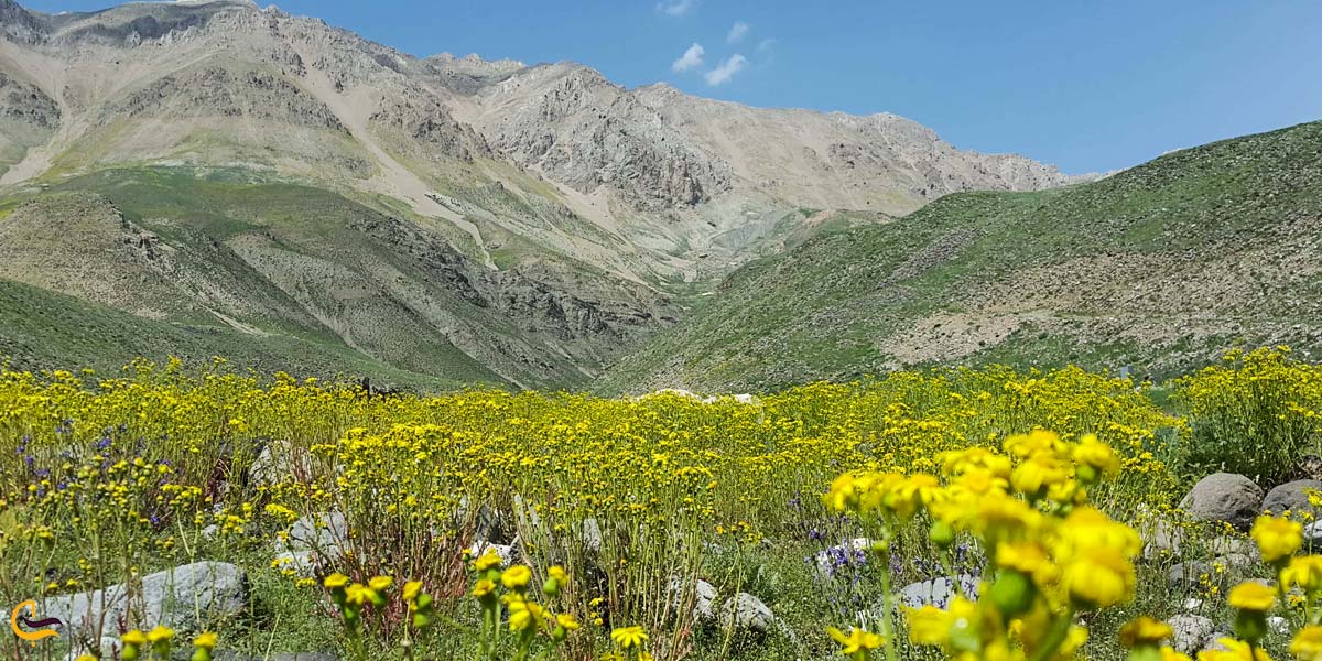 تصویری از طبیعت سرسبز پارک ملی دماوند