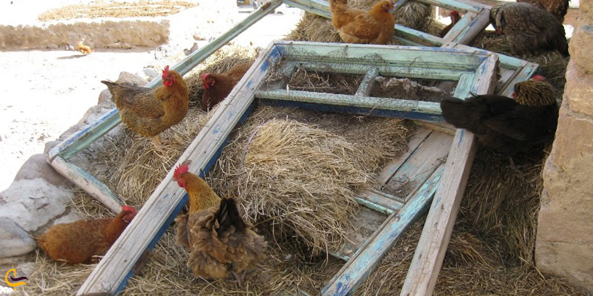 تصویری از دام های روستاییان کندوان