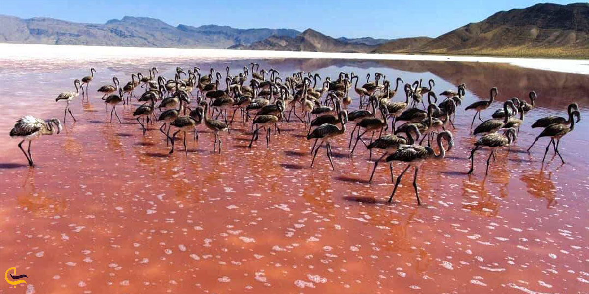 نمایی از پرندگان دریایی دریاچه مهارلو