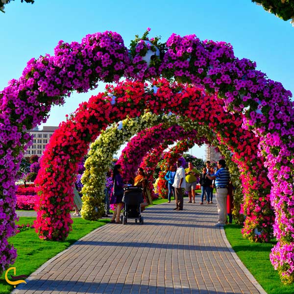 تصویری از باغ گل دبی