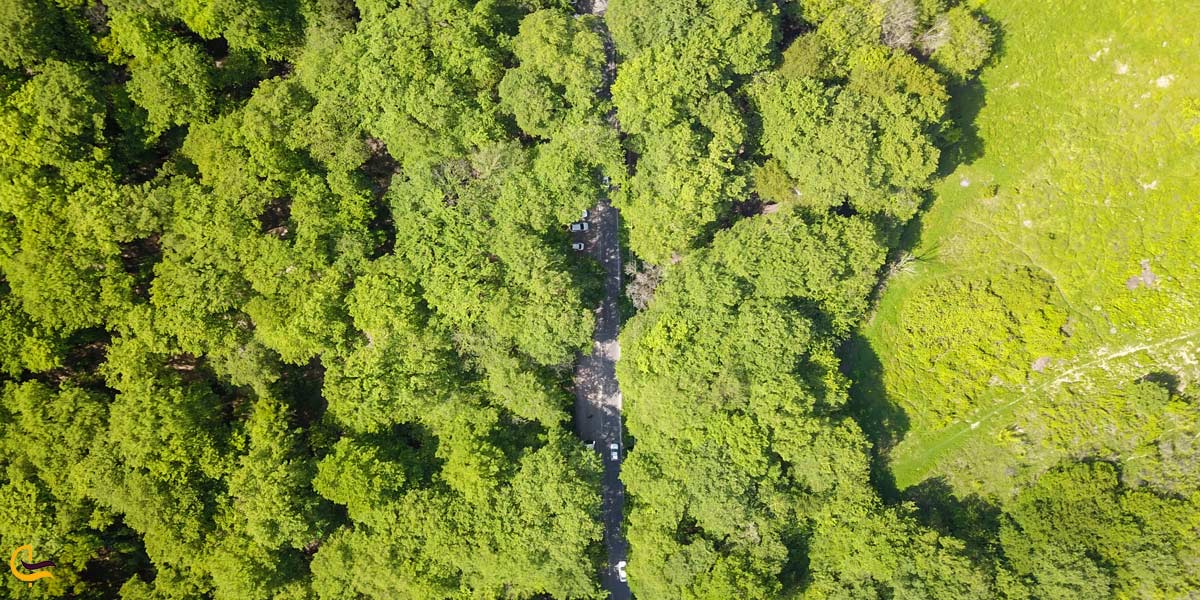 تصویری از جاده جنگلی ناهارخوران