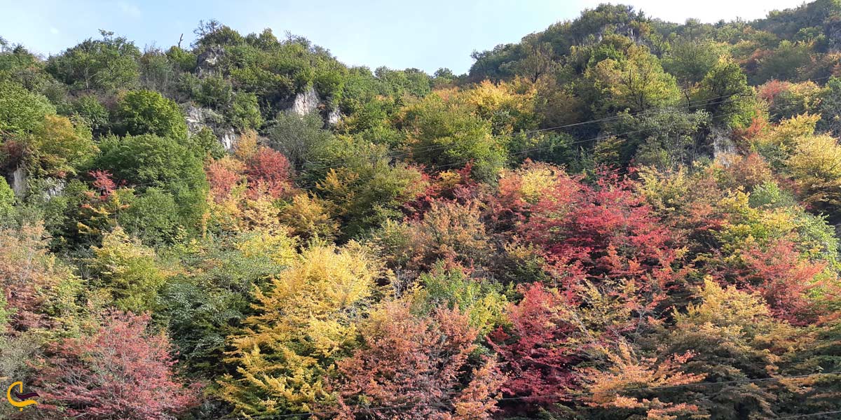 تصویری از طبیعت سرسبز جنگل ناهارخوران