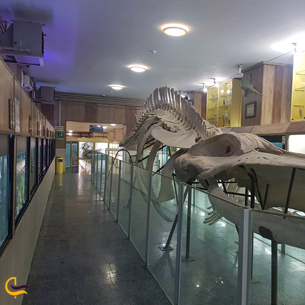 تصویری از موزه تاریخ طبیعی همدان