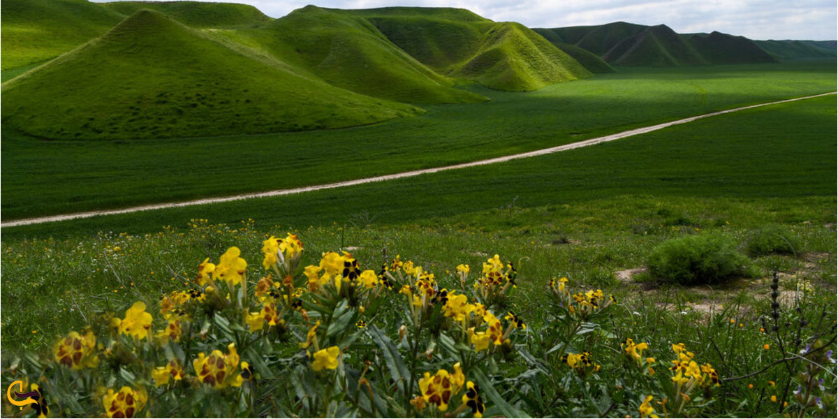 نمایی ازطبیعت و پوشش گیاهی ترکمن صحرا