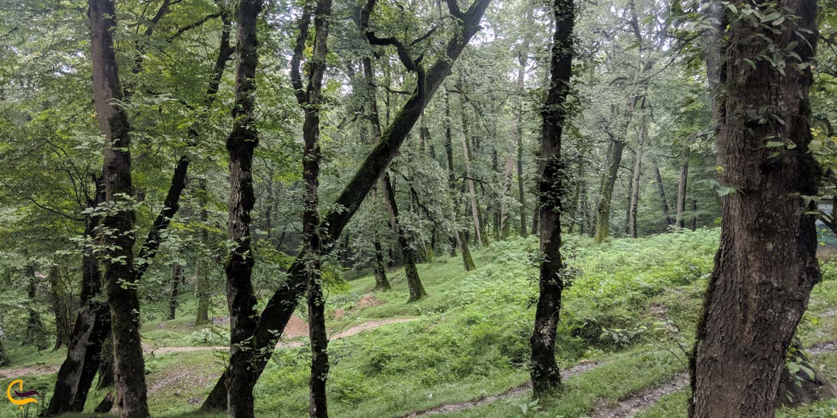 تصویری از درخت های جنگل دالخانی 