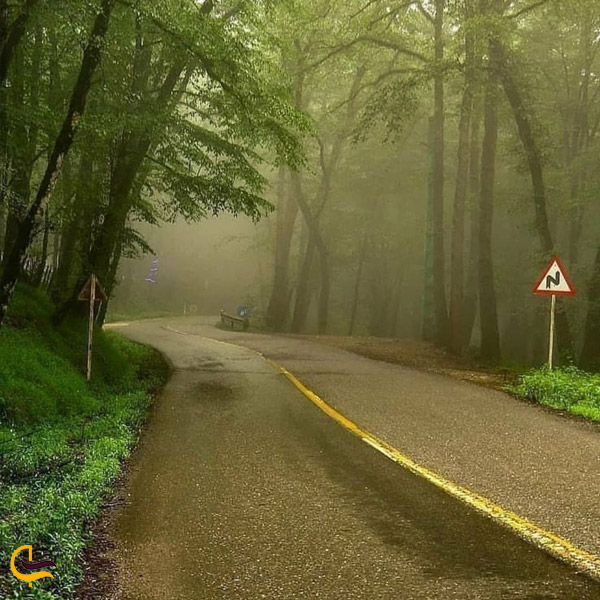 تصویری از جاده جنگل دالخانی