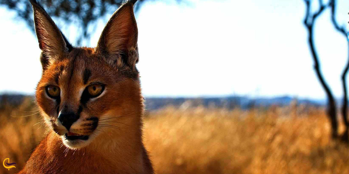 تصویری از حیوانات کمیاب در کویر ابوذید آباد