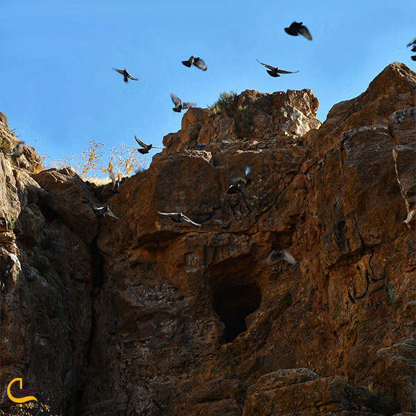 نمایی ازکبوترهای دهانه غار هامپوئیل
