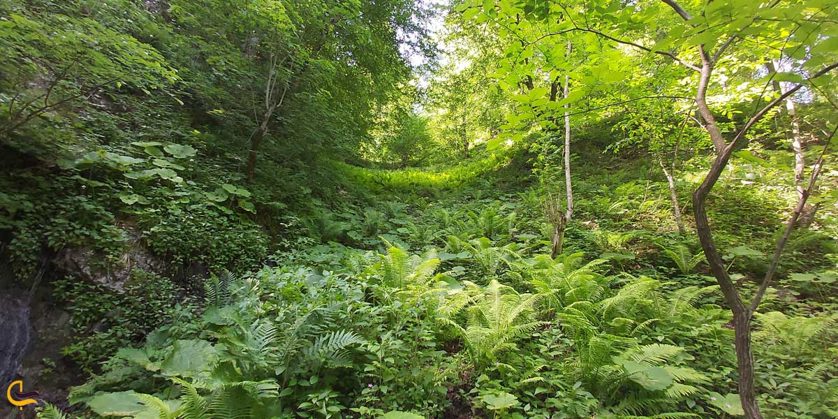 تصویری از طبیعت سرسبز سنگ بن چشمه