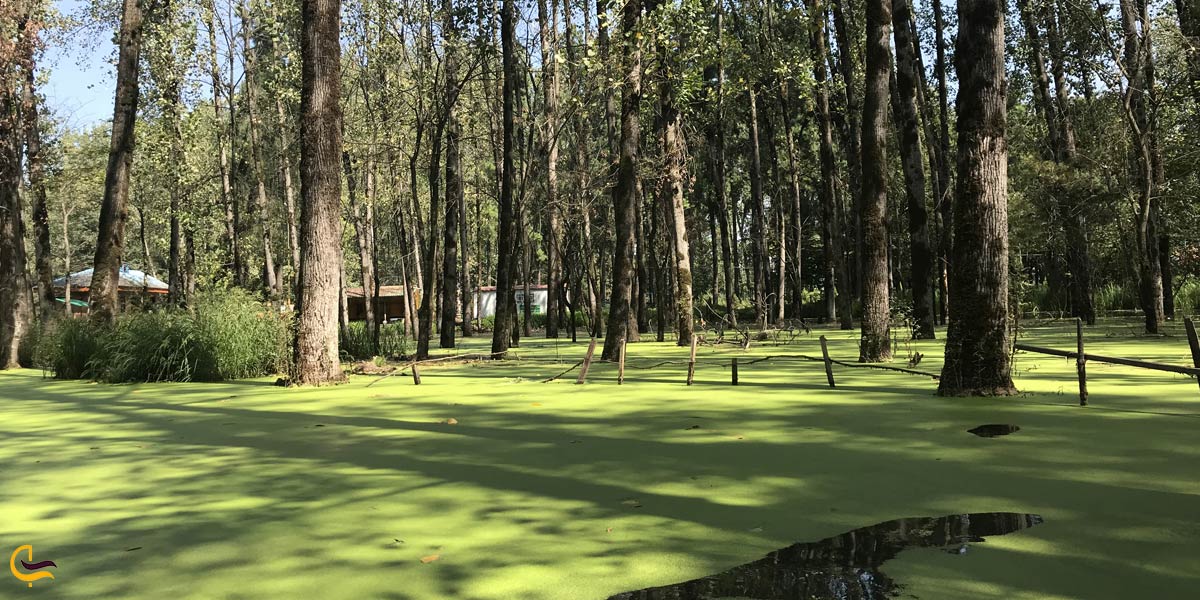 تصویری از طبیعت سرسبز جنگل سراوان رشت