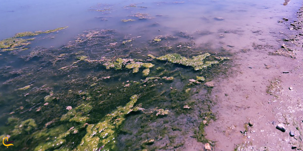 نمایی از جلبکهای سبز دریاچه مهارلو