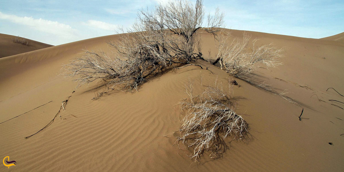نمایی از بلندترین تپه کویر بشرویه