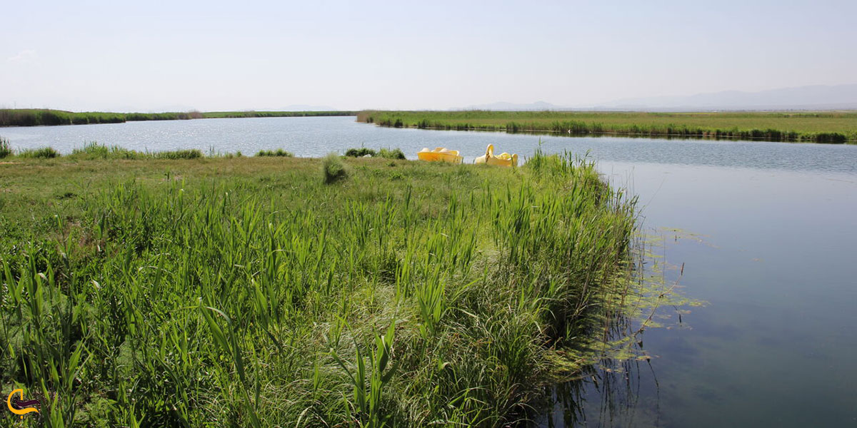 نمایی از پوشش گیاهی چشمه ثریا