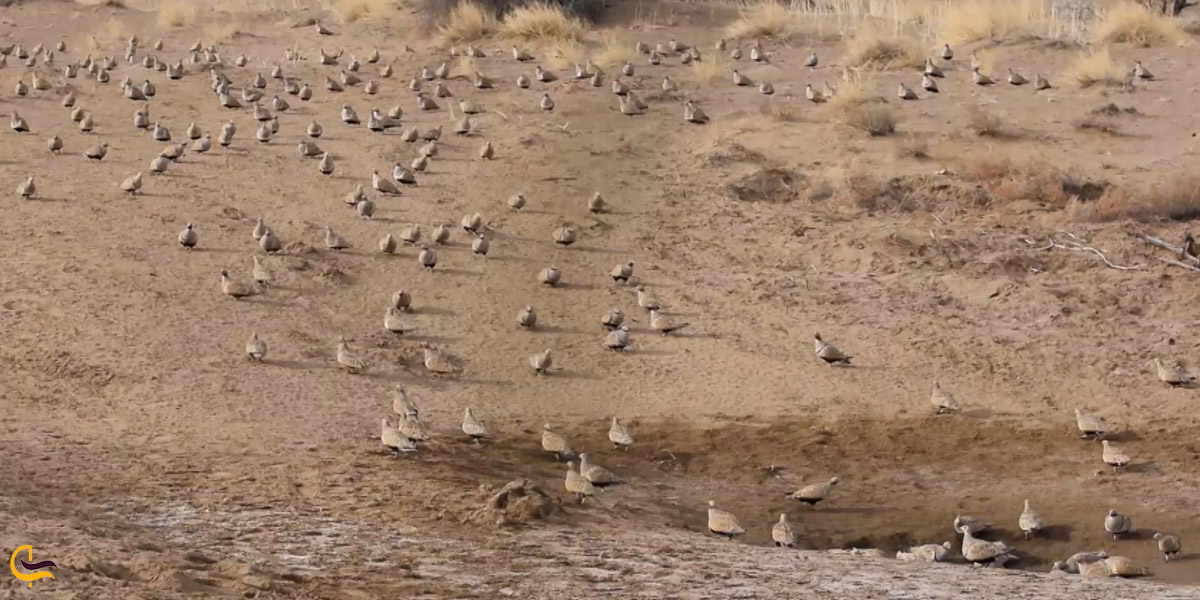 تصویری از پناهگاه حیات وحش یخاب