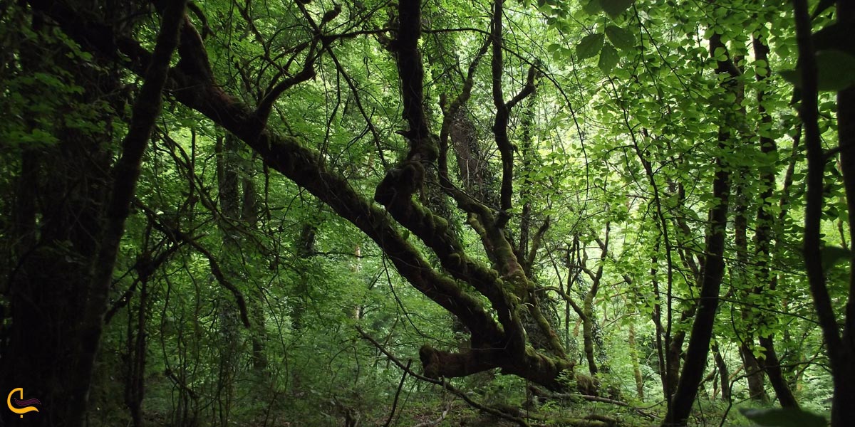 تصویری از جنگل انجیلی