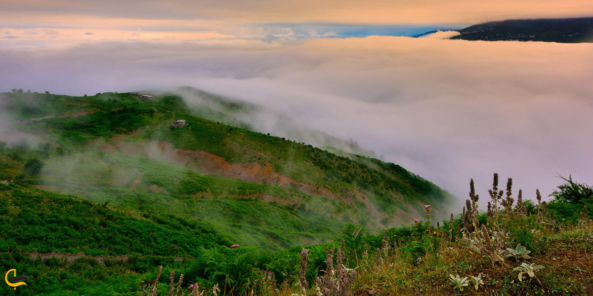 تصویری از طبیعت جنگل فیلبند