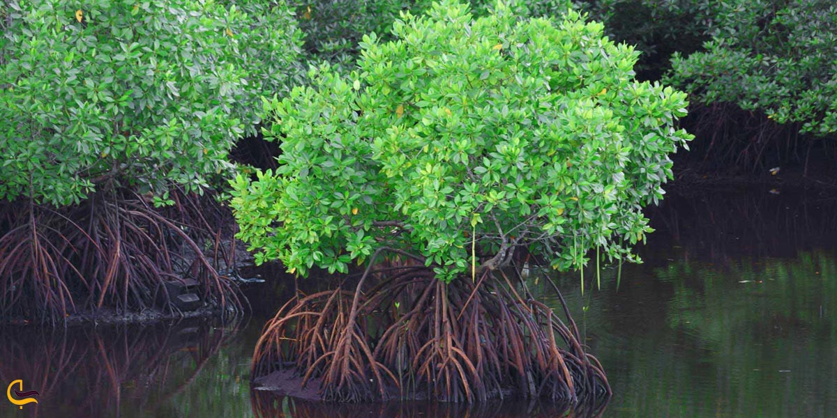 تصویری از درخت در جنگل حرا