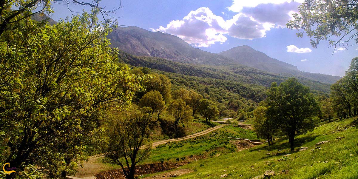 نمایی از جنگل های هیرکانی