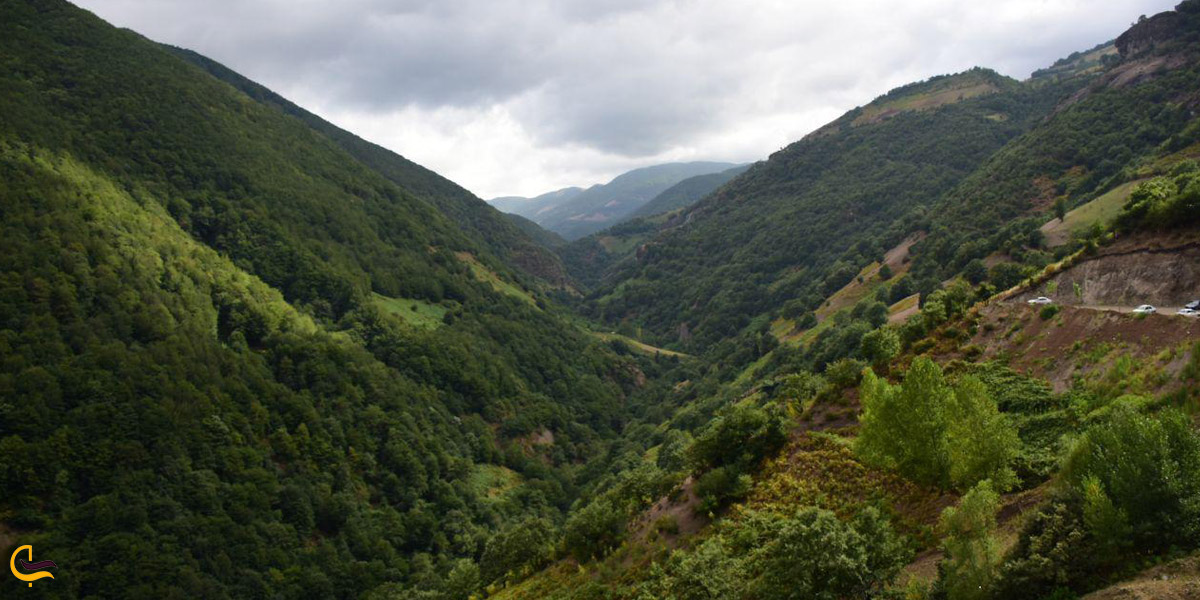 تصویری از جنگل های مشه