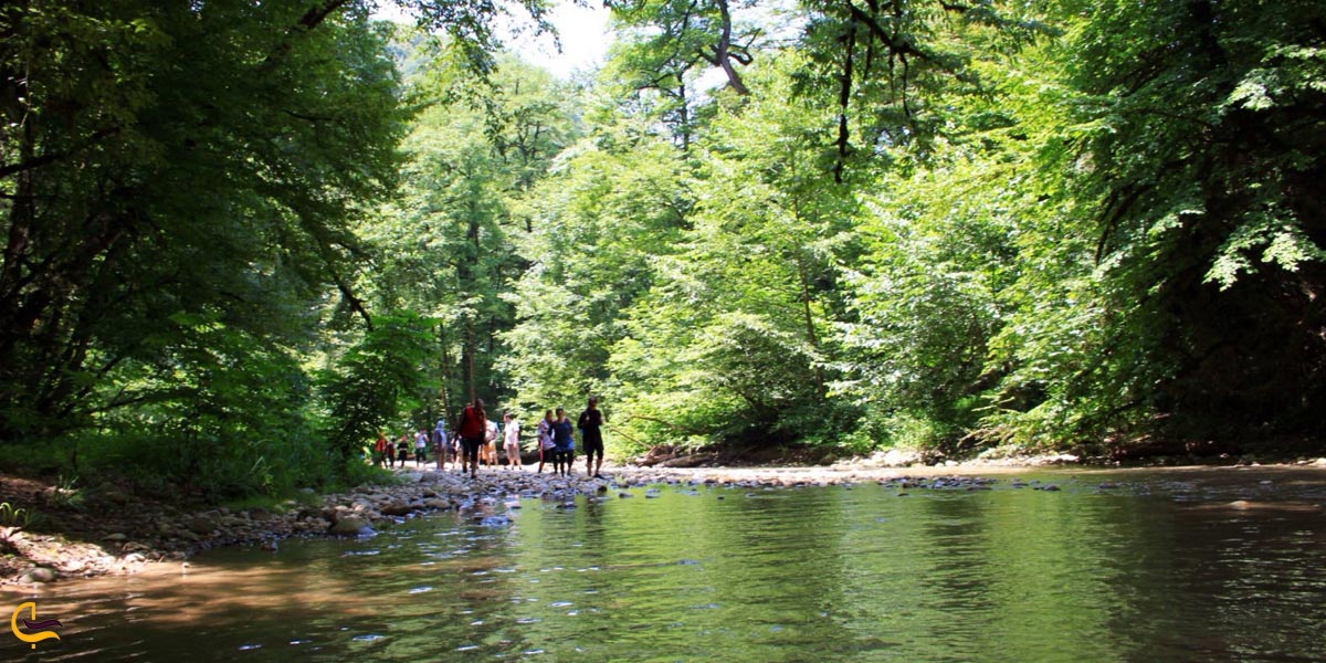 تصویری از جنگل پلنگ دره