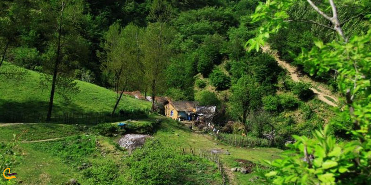 تصویری از طبیعت سرسبز جنگل مشه