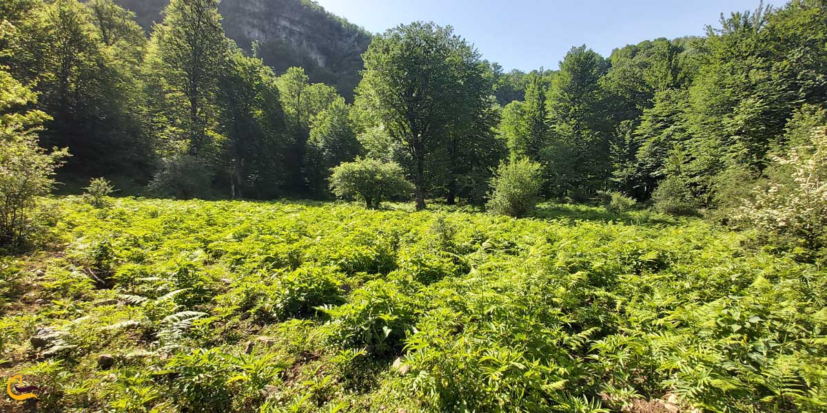 تصویری از طبیعت سنگ بن چشمه