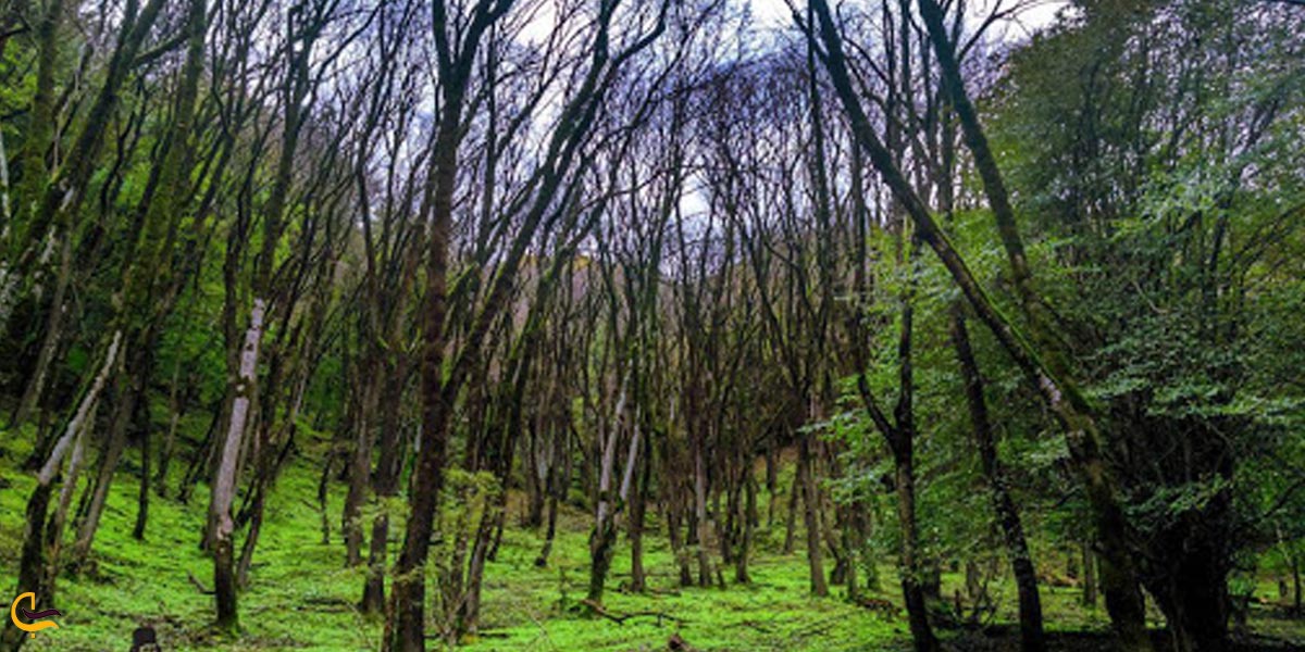 تصویری از طبیعت سرسبز جنگل نقله بر