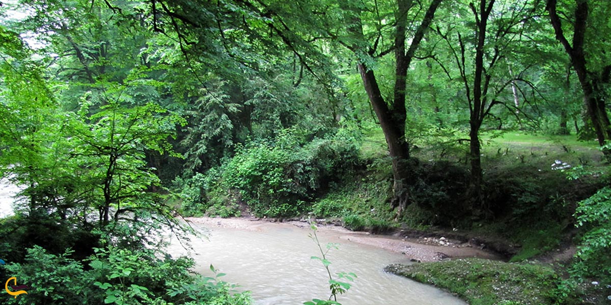 تصویری از طبیعت جنگل پلنگ دره