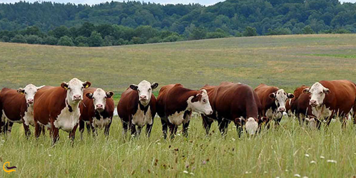 تصویری از کشاورزی و دامپروری در طبیعت روستای فشکور