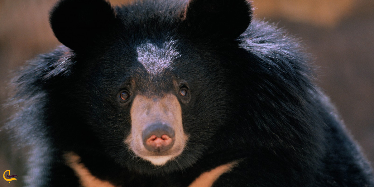 تصویری از خرس سیاه آسیایی
