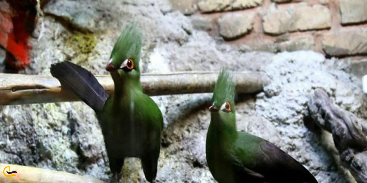 تصویری از مجموعه پرنده در آکواریوم همدان