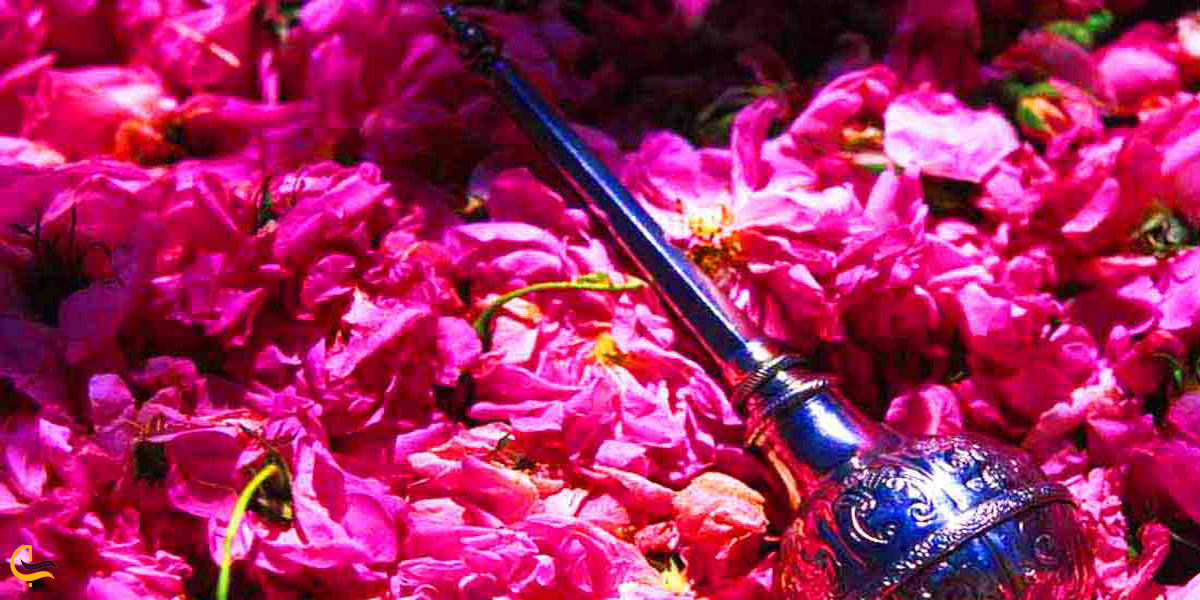 تصویری از گلاب گل سرخ