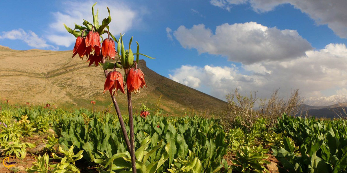 تصویری از گل لاله در دشت لاله کوهرنگ