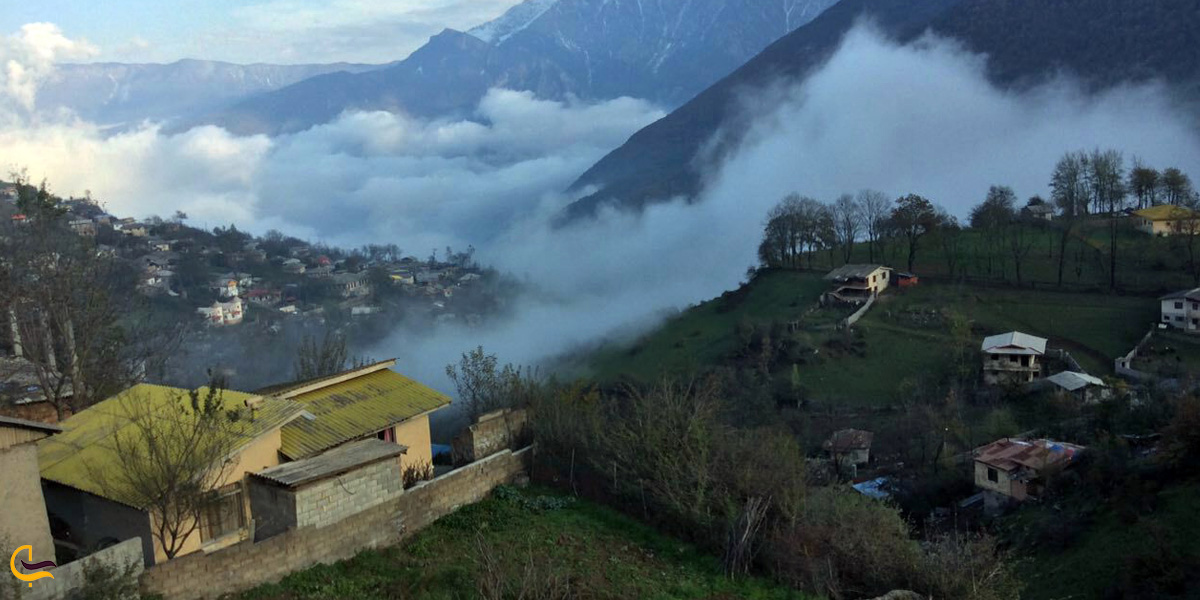 تصویری از پوشش گیاهی فشکور