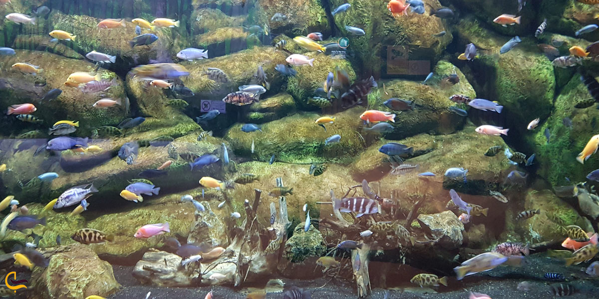 تصویری از ماهی های آب شیرین در اکواریوم انزلی