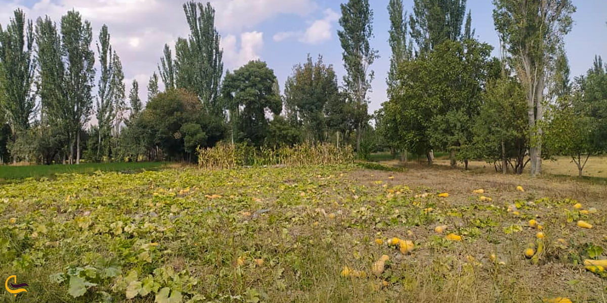 نمایی ازپوشش گیاهی گلپایگان