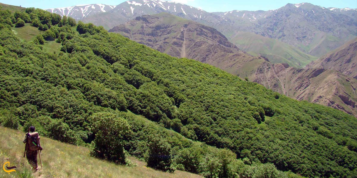 تصویری از پیاده روی در طبیعت سرسبز فشکور