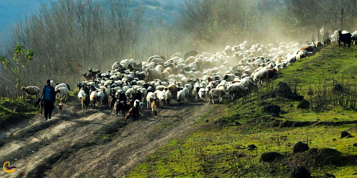 نمایی ازمنطقه ییلاقی خصیل دشت