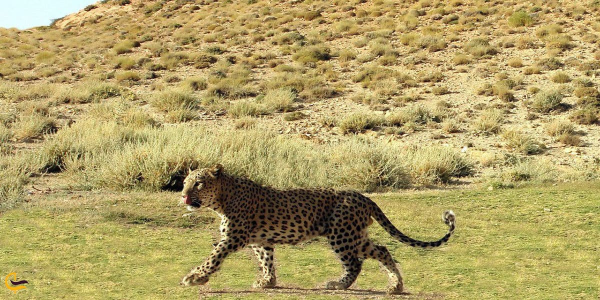 نمایی از پلنگ روستای فیروزآباد