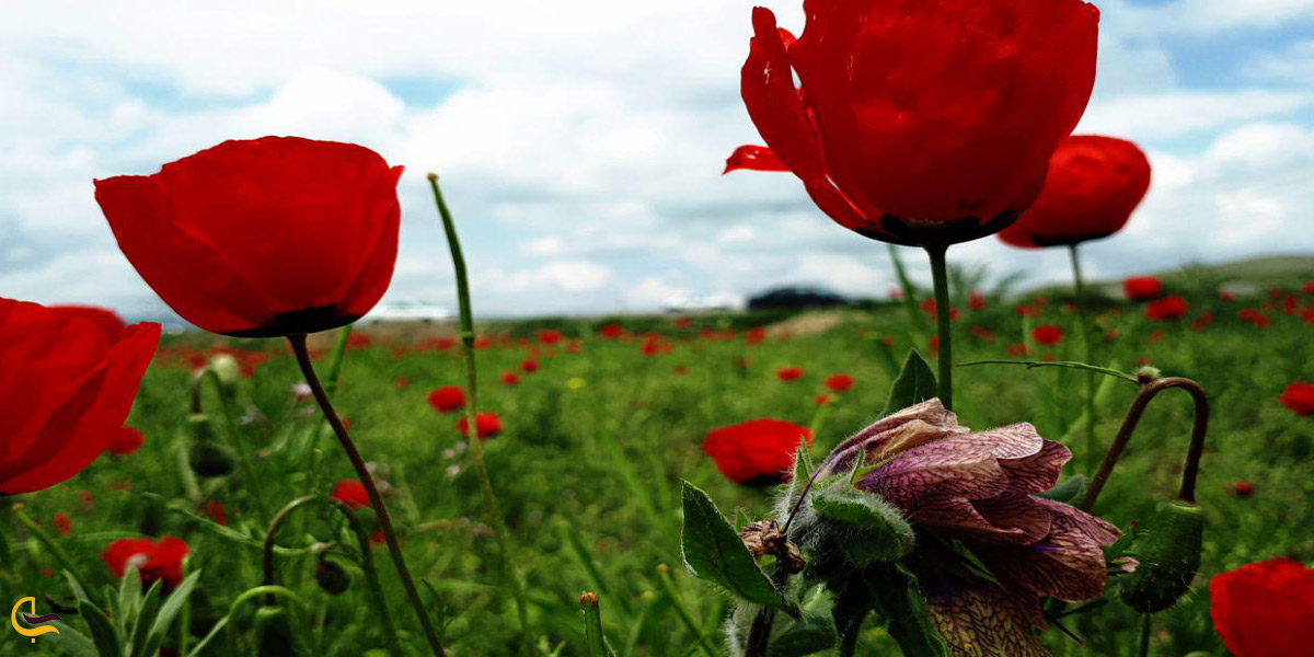 تصویری از گل لاله در طبیعت سرسبز خوی
