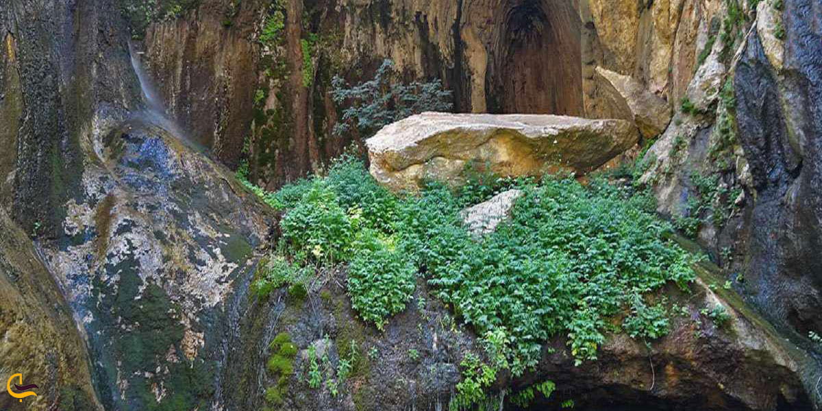 نمایی ازپونه کوهی در تنگه لیتون