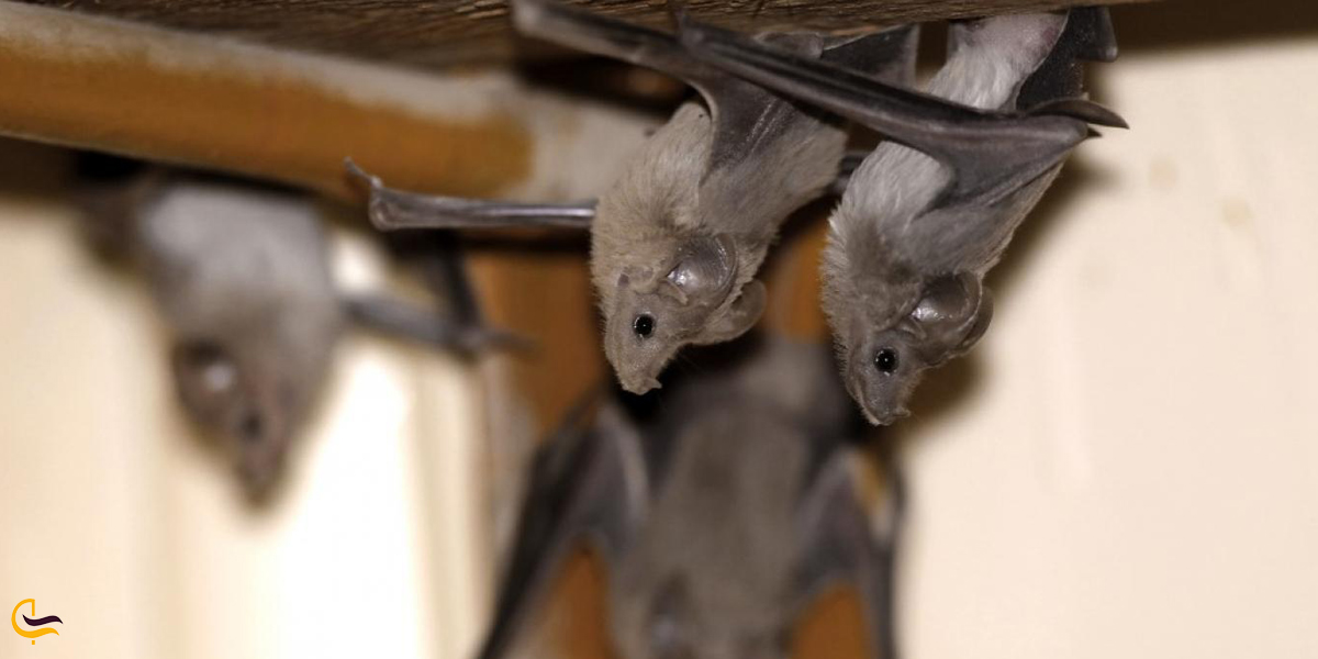 تصویری از خفاش در اکواریم دبی