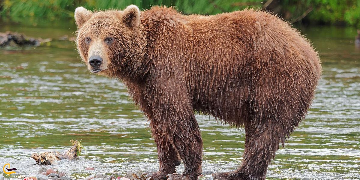 تصویری از خرس قهوه ای