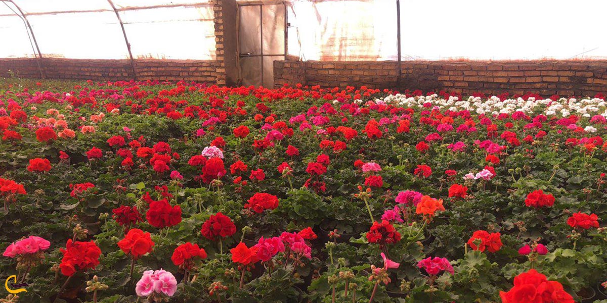 تصویری از باغ گل محلات