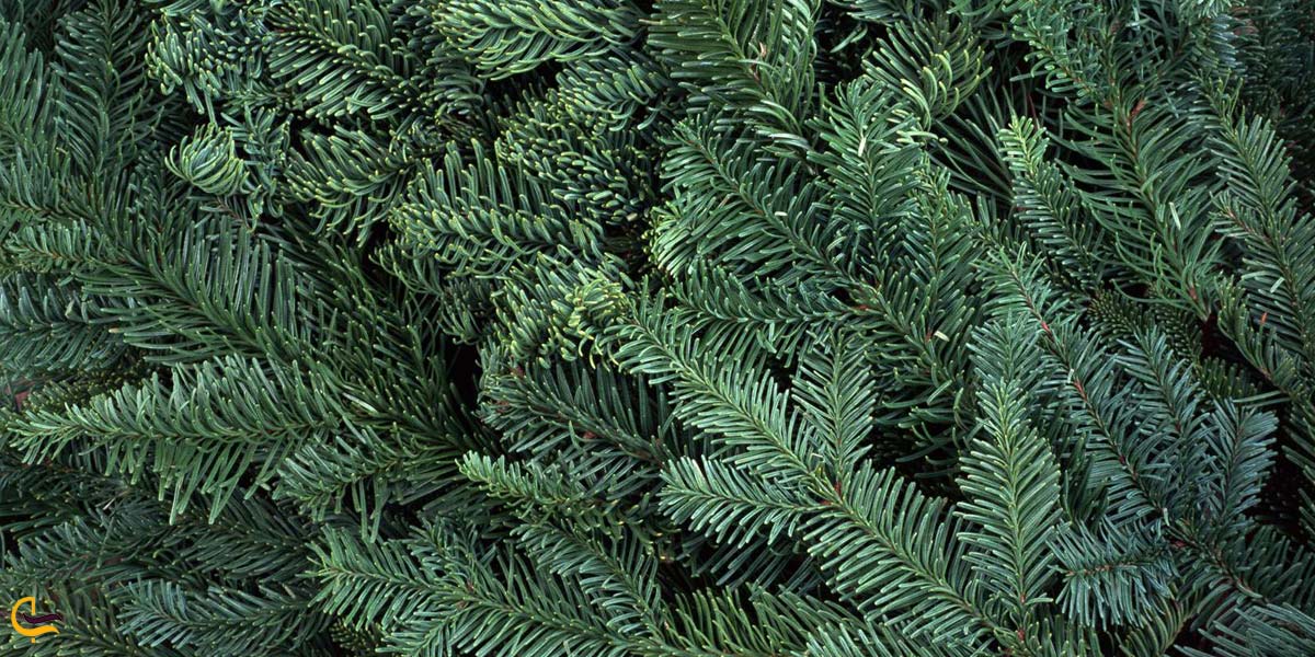 تصویری از درختان سوزنی برگ