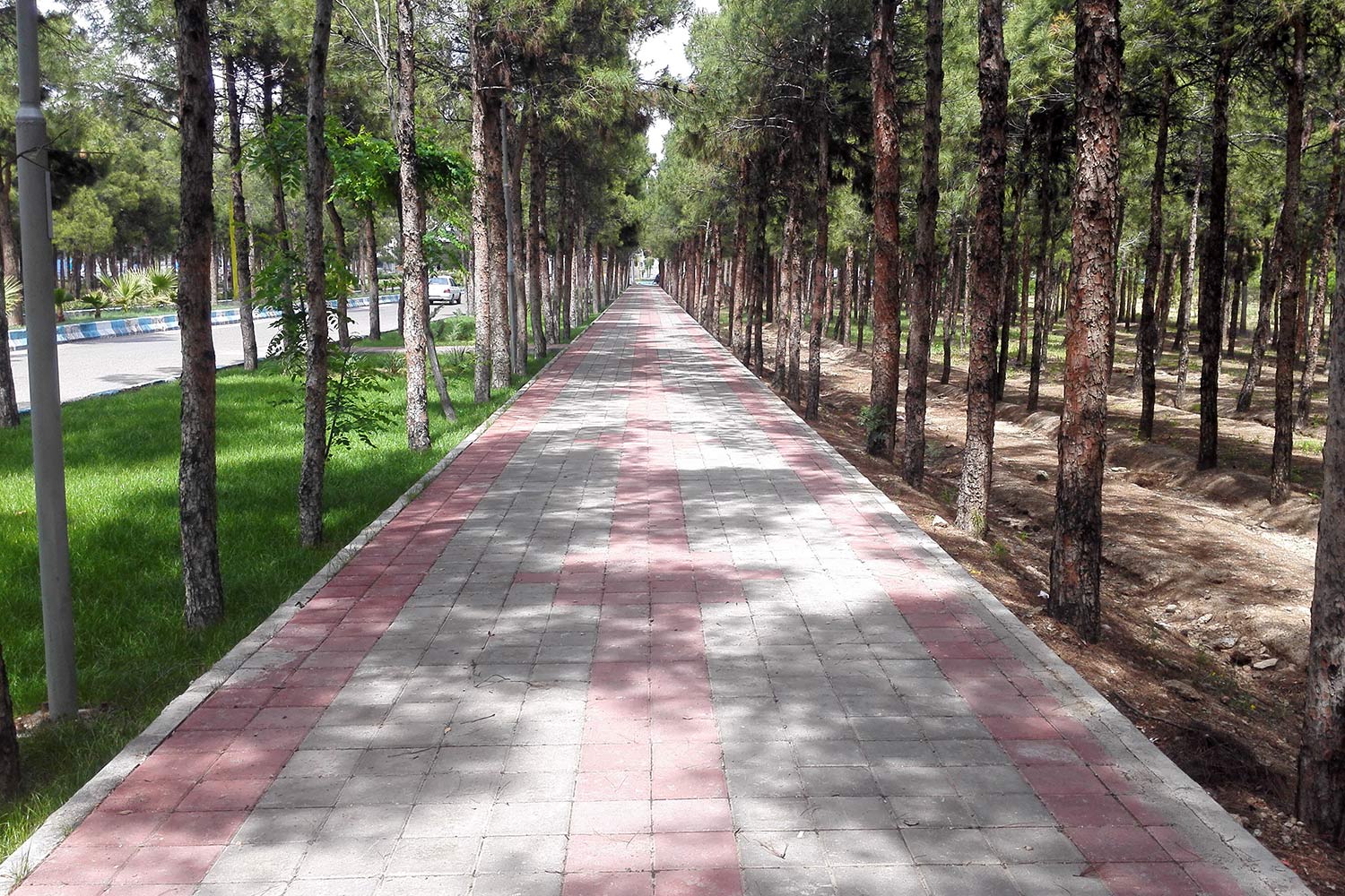 تصویری از پارک جنگلی شهید چمران ساوه