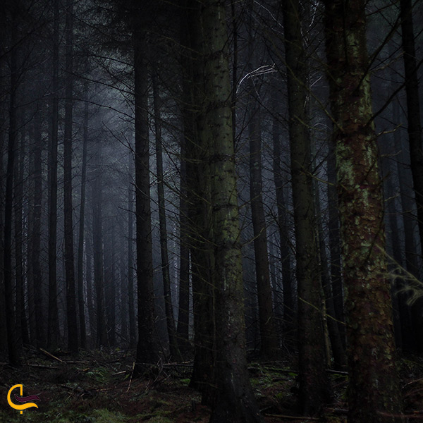 بازدید از جنگل جیغ درینگ وودز انگلستان در شب