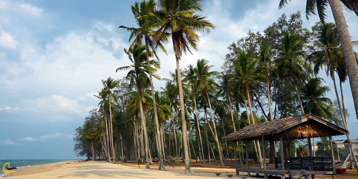 بازدید از ساحل درختان نارگیل کیش